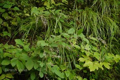 Desmodium laxiflorum
